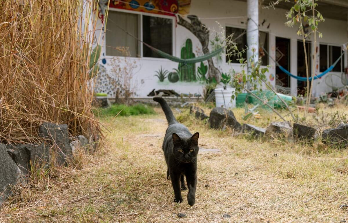 Gato negro de Casa Colmena