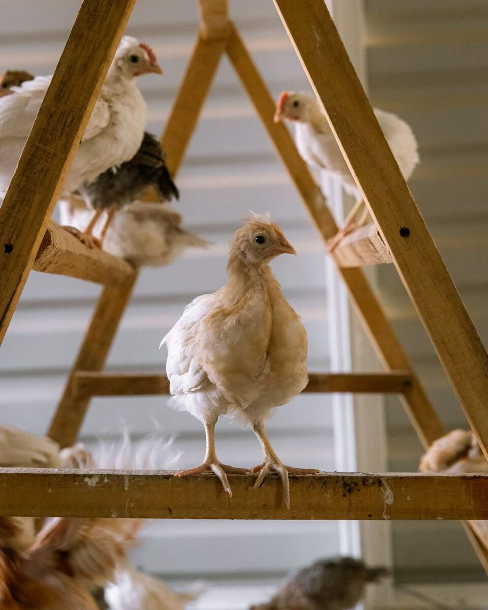 Pollito sobre estructura de madera