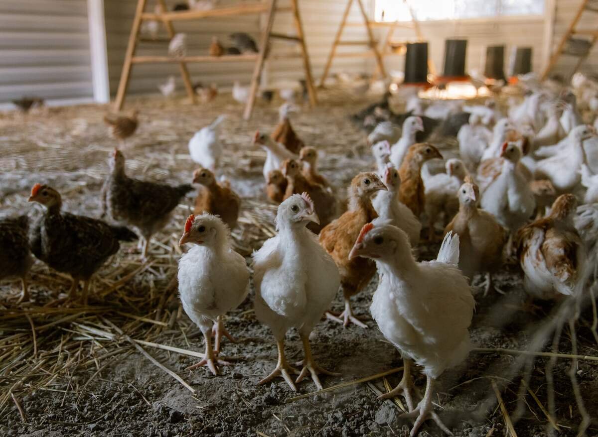 Granja de gallinas orgánica