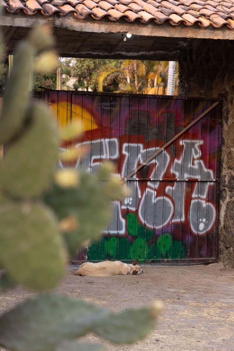 Perro descansando en la casa