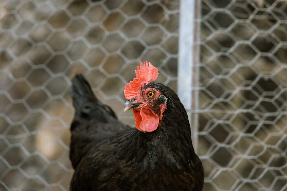 Gallina negra de la granja