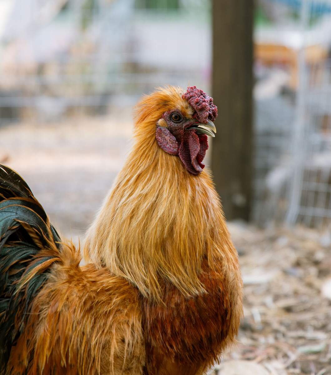 Gallo en la granja